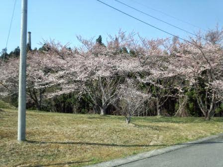 桜開花！