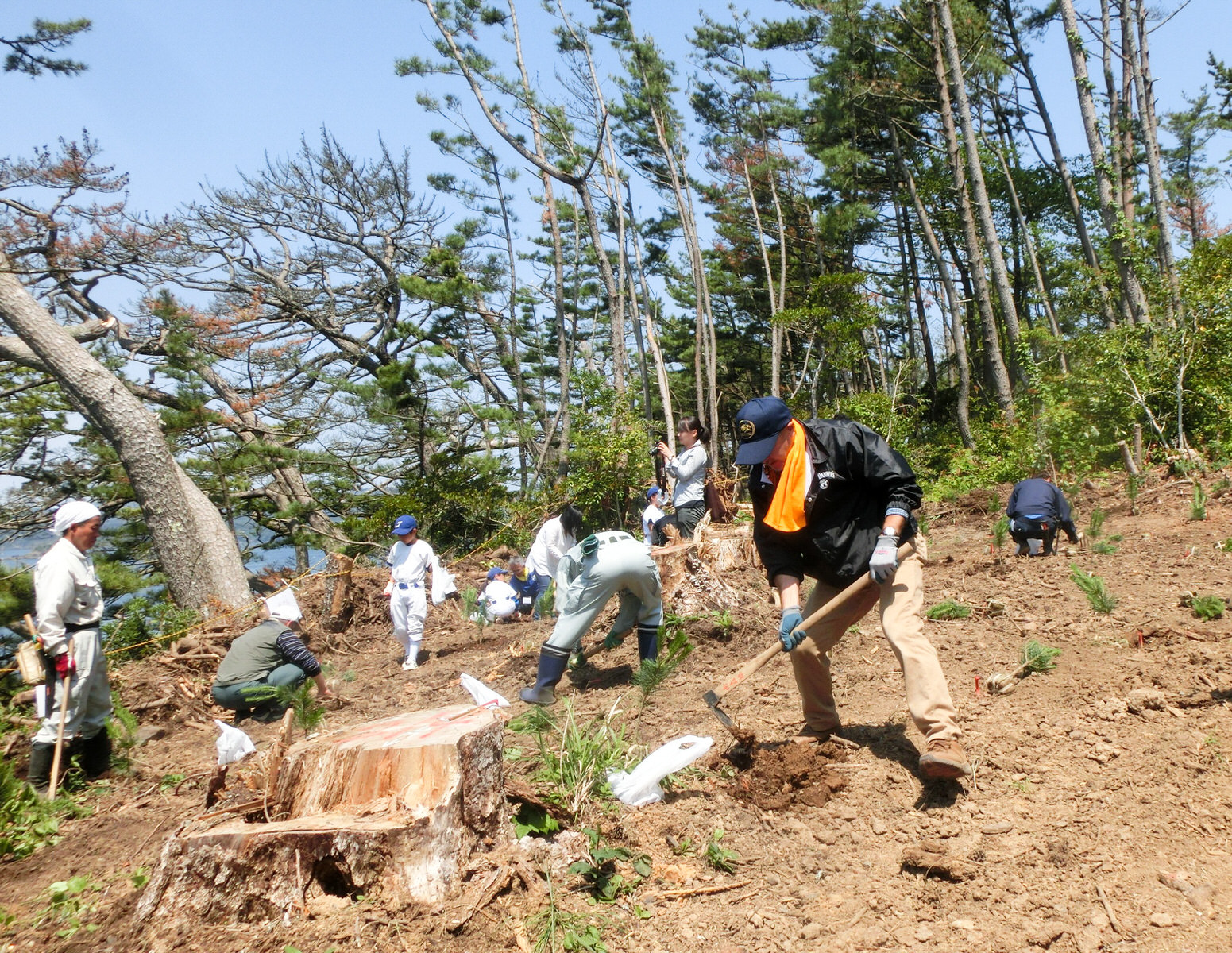 美しい松林を、みんなの力で取り戻そう「耐性松植樹会」（歌津地区泊浜尾崎）