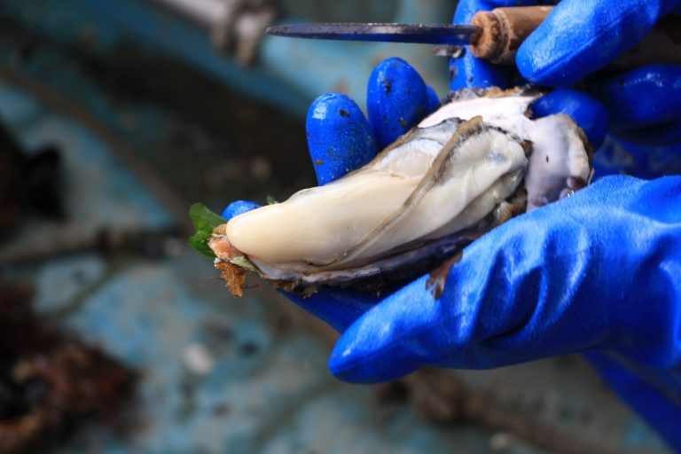 志津川湾って、すごい！シリーズvol.7「国際環境認証(ASC)の牡蠣がある」