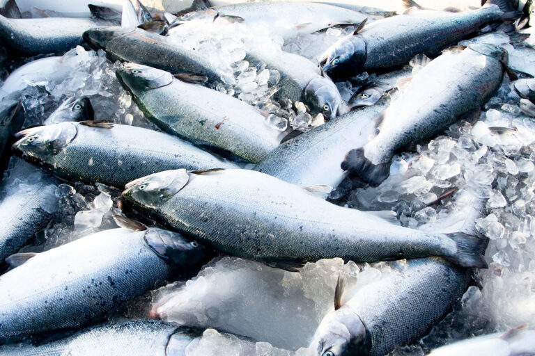 トロッと濃厚な脂にファン多数！旬の銀鮭を活用した「銀鮭まつり」を6月30日まで開催中！